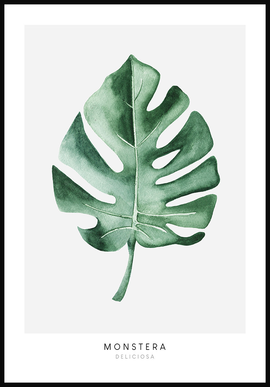 Monstera Deliciosa Poster » online bestellen