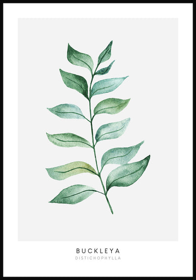 Poster Pflanze Buckleya Distichophylla