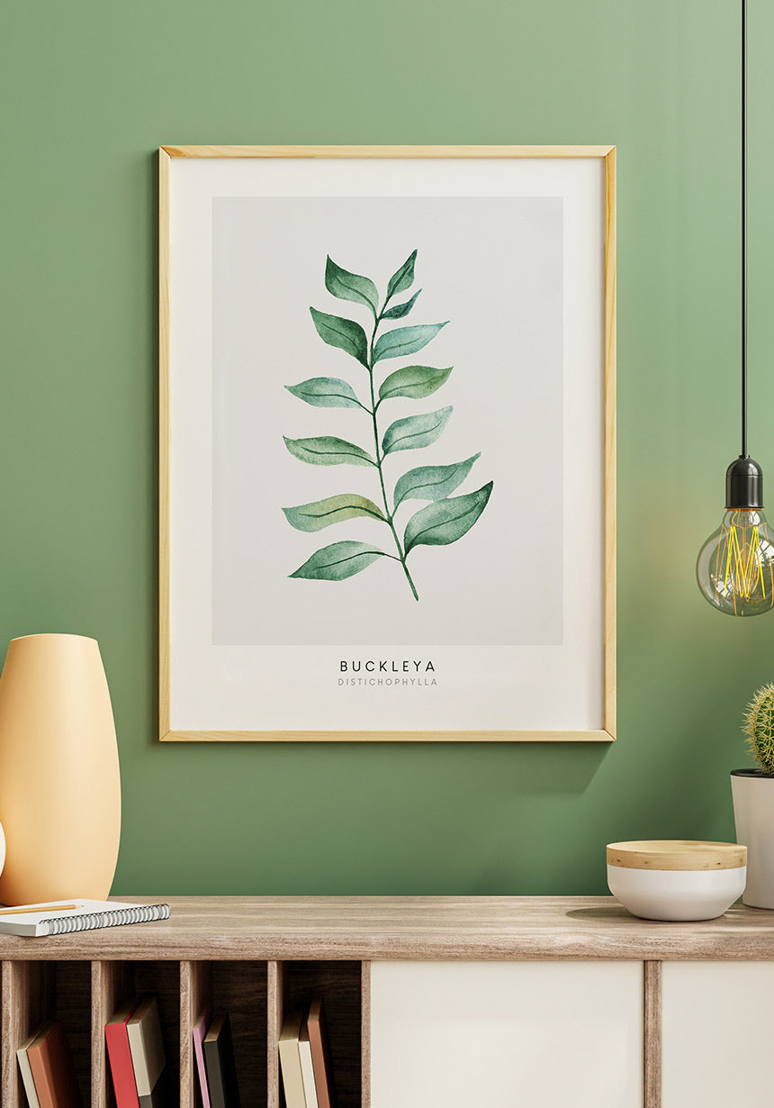 Poster Pflanze Buckleya Distichophylla im Holzrahmen