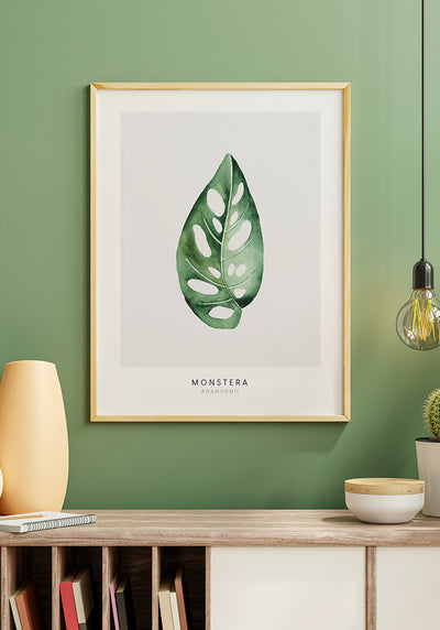 Poster Pflanze Monstera Adansonii im Holzrahmen